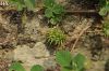 var. rigidula- İzmir