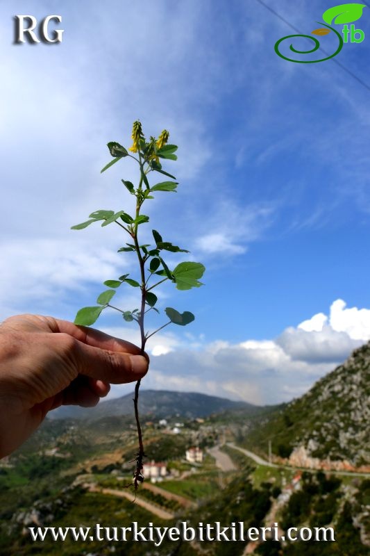 Marmaris-Muğla