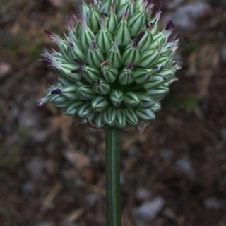 subsp-arvense-İtalya