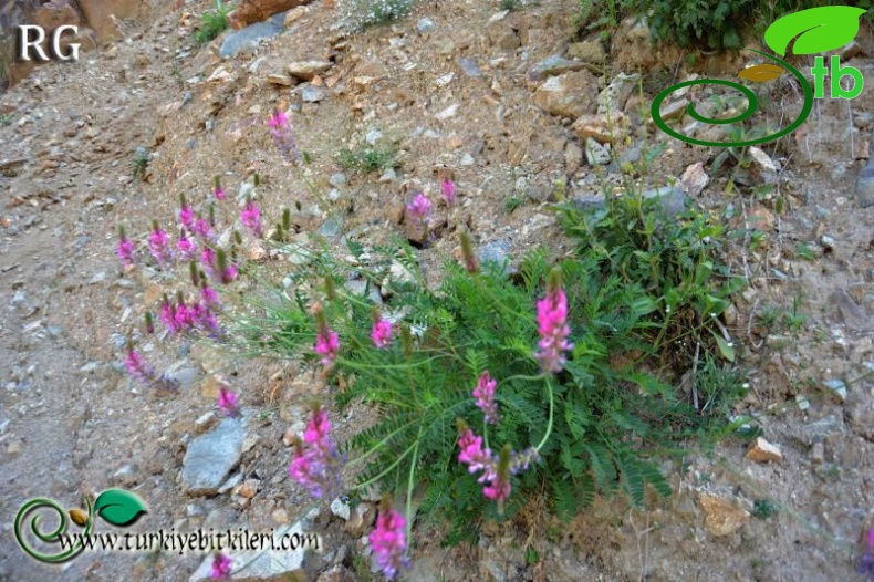 İkizdere-Rize