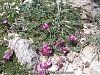 subsp. cadmea