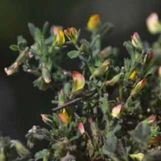 var adenotricha-Göktepe-Muğla