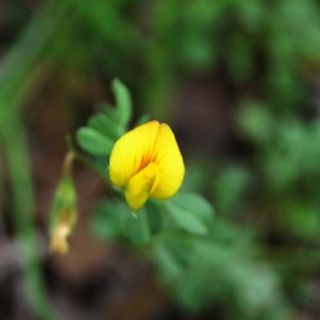 var adenotricha-Yozgat