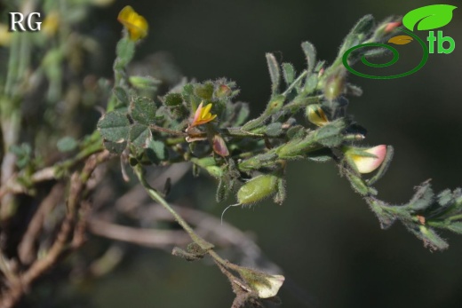 var adenotricha-Göktepe-Muğla