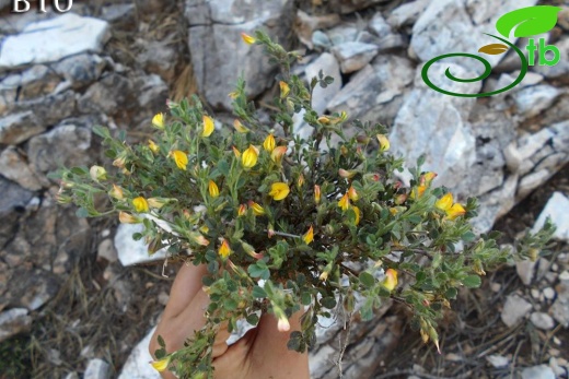 var adenotricha-Göktepe-Muğla