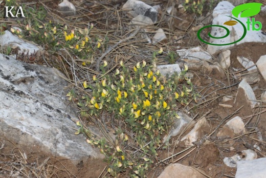 var adenotricha-Göktepe-Muğla