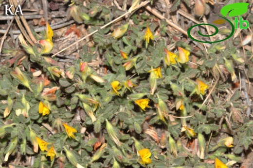 var adenotricha-Göktepe-Muğla