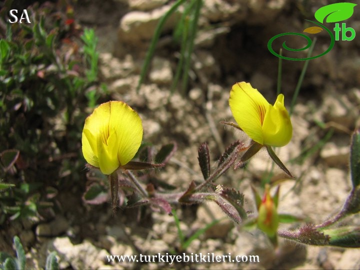 var. stenophylla