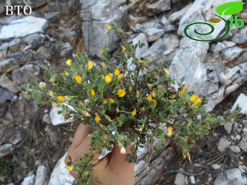 var adenotricha-Göktepe-Muğla