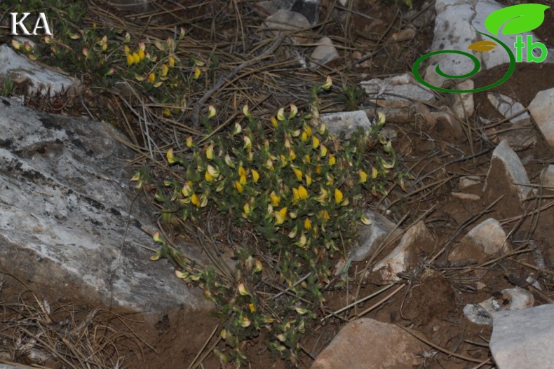 var adenotricha-Göktepe-Muğla