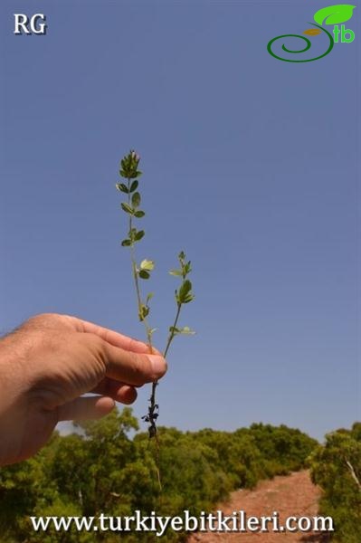 Datça-Muğla