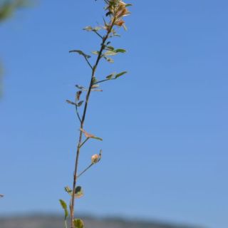 Fethiye-Muğla