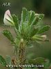 subsp. reclinata-İtalya