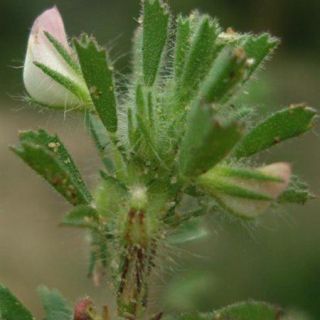 subsp. reclinata-İtalya
