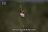 subsp. leiosperma