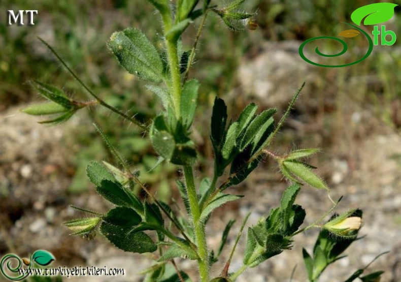 subsp. breviflora-İstanbul