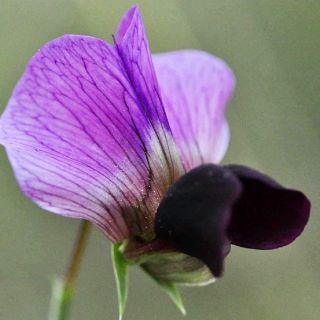 subsp. elatius var. brevipedunculatum-Alanya