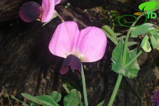 subsp. biflorum