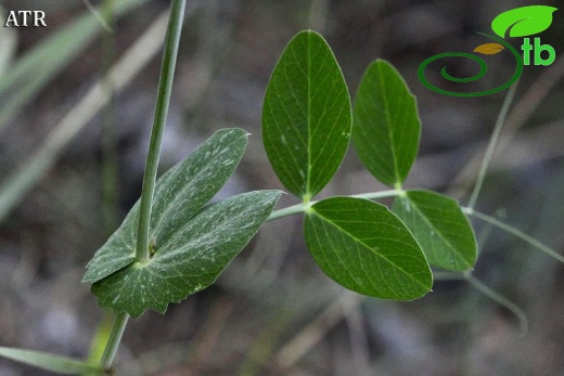 subsp. elatius var. brevipedunculatum-Alanya