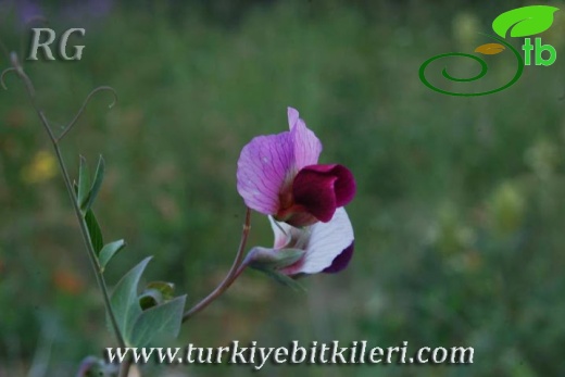 Ankara