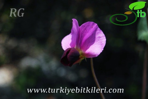 Mersin