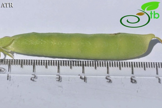 subsp. elatius var. brevipedunculatum-Alanya