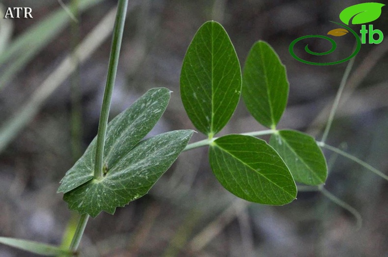 subsp. elatius var. brevipedunculatum-Alanya
