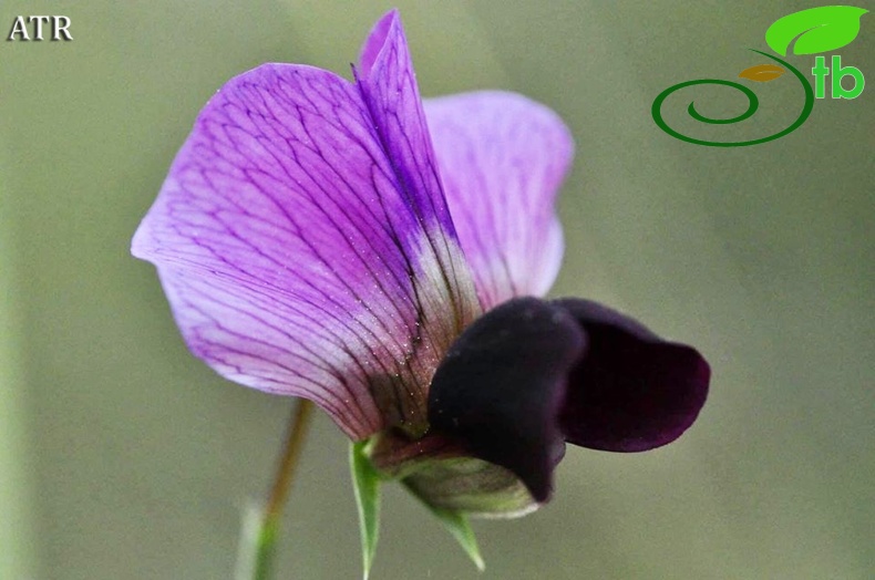 subsp. elatius var. brevipedunculatum-Alanya