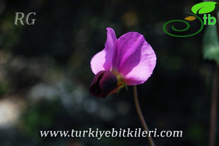 Mersin