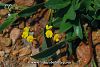 var. subvillosus-İzmir