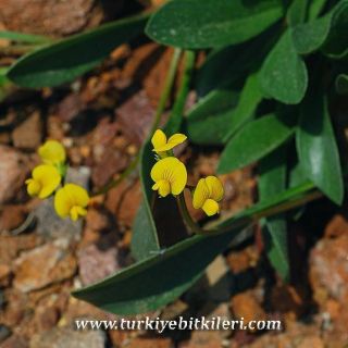 var. subvillosus-İzmir