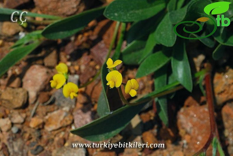 var. subvillosus-İzmir