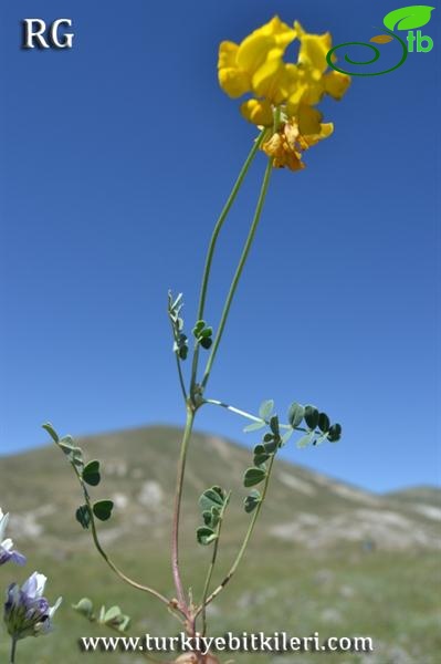 Divriği-Sivas