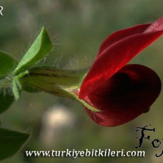 İtalya