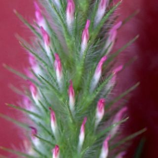var angustifolium-Datça-Muğla