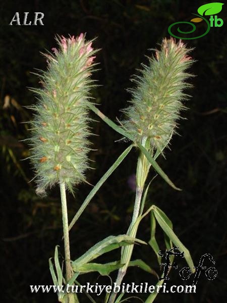 subsp. angustifolium-İtalya