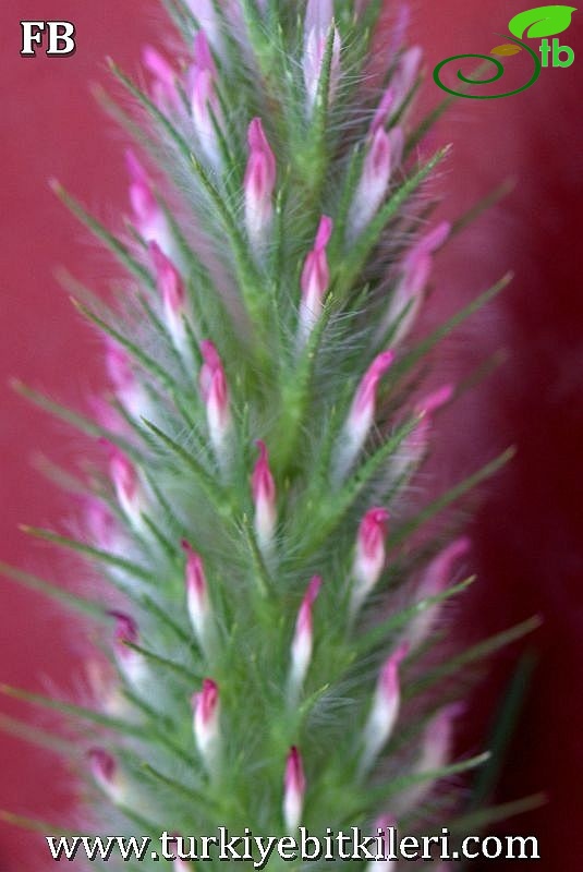 var angustifolium-Datça-Muğla