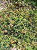 subsp.lagrangei var.lagrangei-İzmir