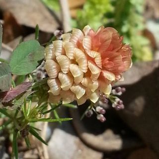 subsp.lagrangei var.lagrangei-İzmir