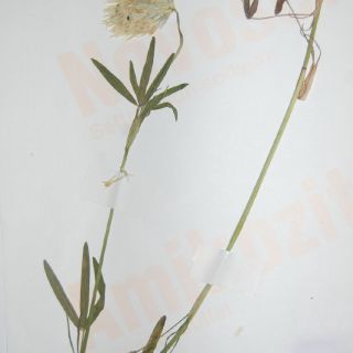 Bolu