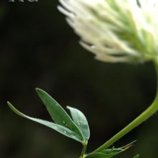 Bolu