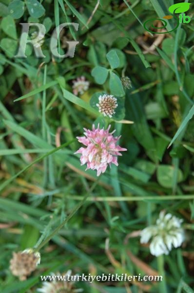 var. anatolicum-Gerede-Bolu