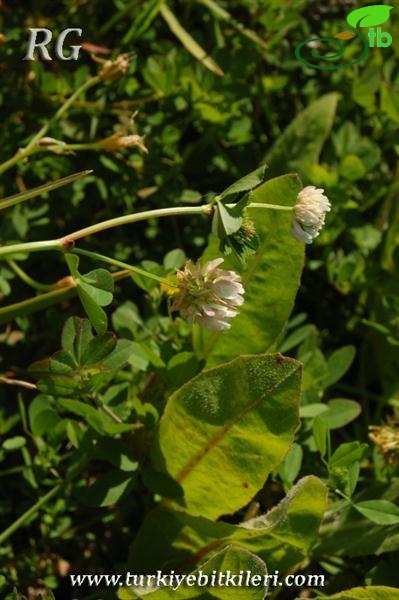 var.balansae-Silifke-Mersin