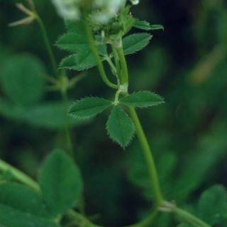 subsp. nigrescens-Dalyan-Muğla