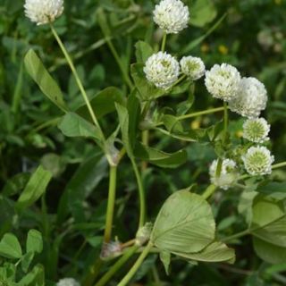subsp.meneghinianum-Kilyos-İstanbul