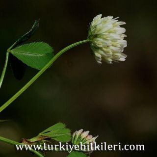 subsp.petrisavii-İzmir