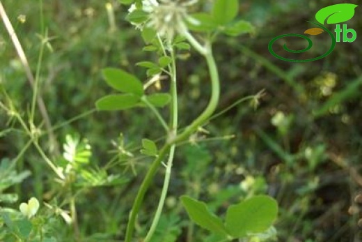 subsp. nigrescens-Dalyan-Muğla