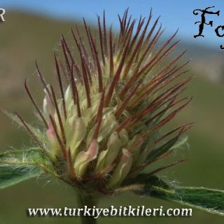 var. ochroleucum-İtalya