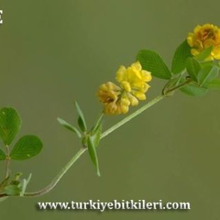Osmaniye