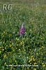 var. purpureum-Silifke-Mersin